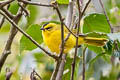 Black-crested Warbler Myiothlypis nigrocristata