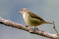 Black-faced Dacnis Dacnis lineata