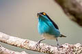 Black-faced Dacnis Dacnis lineata