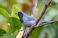 Black-faced Tanager Schistochlamys melanopis grisea