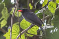 Rufous-capped Nunlet Nonnula ruficapilla ruficapilla