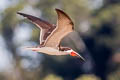 Black Skimmer Rynchops niger cinerascens