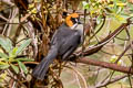 Black-spectacled Brushfinch Atlapetes melanopsis