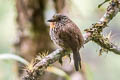 Black-streaked Puffbird Malacoptila fulvogularis