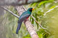 Black-tailed Trogon Trogon melanurus eumorphus