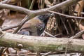 Black-throated Antbird Myrmophylax atrothorax melanura