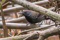 Black-throated Antbird Myrmophylax atrothorax melanura