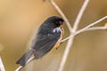 Black-throated Flowerpiercer Diglossa brunneiventris brunneiventris