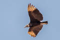 Black Vulture Coragyps atratus