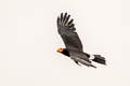 Black Caracara Daptrius ater (Yellow-throated Caracara)