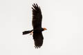 Black Caracara Daptrius ater (Yellow-throated Caracara)