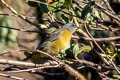 Blue-and-yellow Tanager Pipraeidea bonariensis darwinii