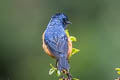 Blue-backed Conebill Conirostrum sitticolor cyaneum