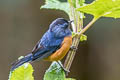 Blue-backed Conebill Conirostrum sitticolor cyaneum