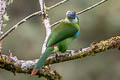 Blue-banded Toucanet Aulacorhynchus coeruleicinctis