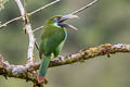 Blue-banded Toucanet Aulacorhynchus coeruleicinctis