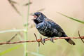 Blue-black Grassquit Volatinia jacarina splendens