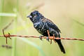 Blue-black Grassquit Volatinia jacarina splendens