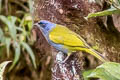 Blue-capped Tanager Sporathraupis cyanocephala cyanocephala