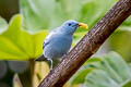 Blue-grey Tanager Thraupis episcopus caerulea