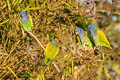 Blue-headed Parrot Pionus menstruus menstruus