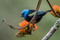 Blue-necked Tanager Stilpnia cyanicollis caeruleocephala