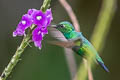 Blue-tailed Emerlad Chlorostilbon mellisugus peruanus