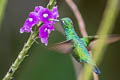 Blue-tailed Emerlad Chlorostilbon mellisugus peruanus