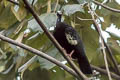 Blue-throated Piping Guan Pipile cumanensis 