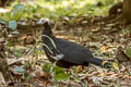 Blue-throated Piping Guan Pipile cumanensis 