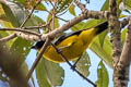 Blue-winged Mountain Tanager Anisognathus somptuosus somptuosus