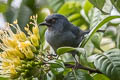 Bluish Flowerpiercer Diglossa caerulescens pallida