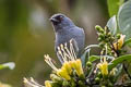 Bluish Flowerpiercer Diglossa caerulescens pallida