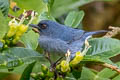 Bluish Flowerpiercer Diglossa caerulescens pallida