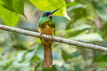 Bluish-fronted Jacamar Galbula cyanescens