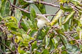 Bolivian Tyrannulet Zimmerius bolivianus