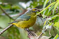 Bronze-green Euphonia Euphonia mesochrysa tavarae