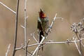 Bronze-tailed Comet Polyonymus caroli