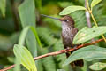 Bronzy Inca Coeligena coeligena obscura 