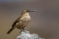 Buff-breasted Earthcreeper Upucerthia validirostris jelskii