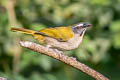 Buff-throated Saltator Saltator maximus maximus