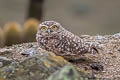 Burrowing Owl Athene cunicularia nanodes