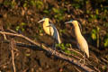 Capped Heron Pilherodius pileatus