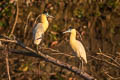 Capped Heron Pilherodius pileatus