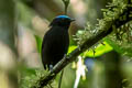 Cerulean-capped Manakin Lepidothrix coeruleocapilla