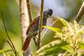 Chestnut-backed Antshrike Thamnophilus palliatus puncticeps