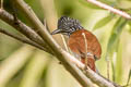 Chestnut-backed Antshrike Thamnophilus palliatus puncticeps