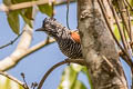 Chestnut-backed Antshrike Thamnophilus palliatus puncticeps