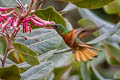 Chestnut-breasted Coronet Boissonneaua matthewsii