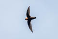 Chestnut-collared Swift Streptoprocne rutila brunnitorques